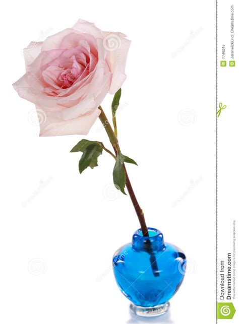 single pink rose in blue vase stock image image of background stem 7746245