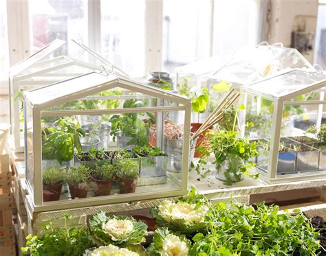 ideas  create mini indoor greenhouse