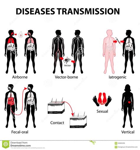 Disease Transmission Stock Vector Image 66965266