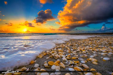 shells  beach  florida sunrise royal stock photo