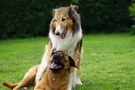 kleine honden ter adoptie hondenrassenhondenterriers