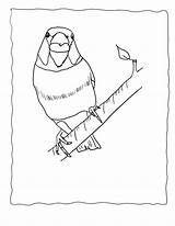 Finch Hawfinch Finches sketch template