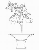 Tomate Pflanze Desenho Tomateiro Parentune Kategorien Letzte sketch template