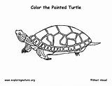 Turtle Painted Coloring Diagram Res Labeling Eastern Graphics Exploringnature sketch template