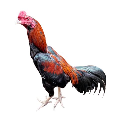 ayam jantan besar png ayam aduan ayam bangkok ayam jago imagem png  psd   gratuito