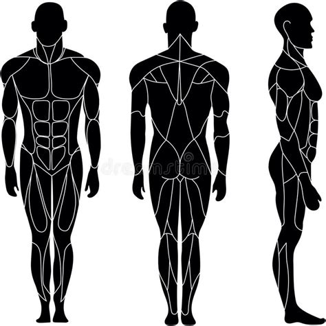 human body outline front side  stock illustrations  human body
