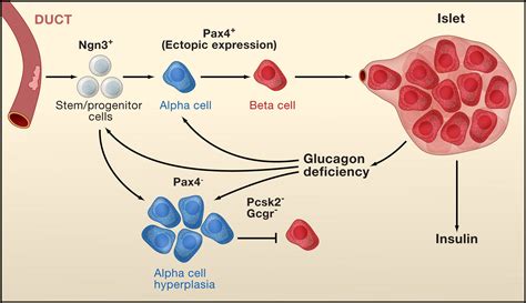 alpha cells beget beta cells cell