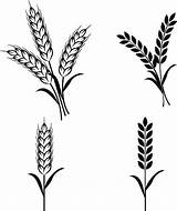 Barley Vector sketch template