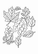 Imprimer Feuilles Coloriages Feuille Automne Leaves Saisons Hugolescargot Arbres sketch template