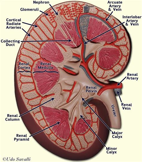 bio urinary system models kidney anatomy medical anatomy physiology