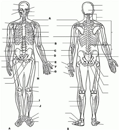 anatomy  physiology coloring pages    perfect amazing