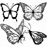 Illustration Coloring Drawing Tattoo Butterflies Monochrome Book Butterfly Set Sketch Hand Insect Vector Exotic Patterned Stock Decorative Element Print Getdrawings sketch template