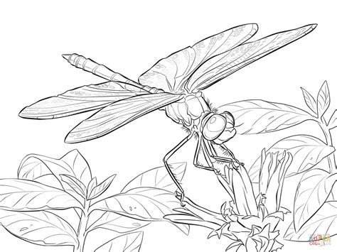 dragonfly coloring pages  adults yellow winged darter