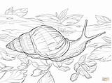 Snail Snails Colouring sketch template
