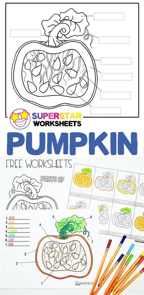 parts   pumpkin worksheets   parts   pumpkin science