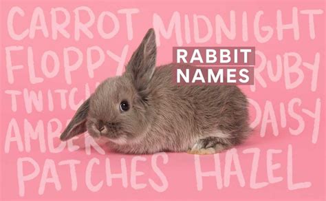 bunny names    rabbit names bechewy