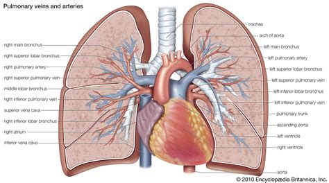 pulmonary circulation definition function diagram facts britannica