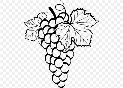 common grape vine drawing clip art png xpx common grape vine