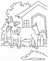 Coloring Goat Pages Great Color Initial Tamed Goats Pygmy Popular Library Clipart Coloringhome Line sketch template