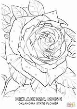 Oklahoma Coloring State Flower Pages Drawing Rose Printable Flag Sheets Vermont Supercoloring Color Getdrawings Getcolorings Choose Board Marvelous Print Categories sketch template