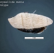 Afbeeldingsresultaten voor "chrysallida Pellucida". Grootte: 190 x 185. Bron: collections.museumsvictoria.com.au