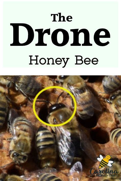 male bee honey bees   start beekeeping beekeeping  beginners drone honey bee honey