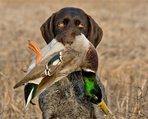 waterfowl hunting the hill motel