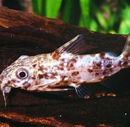 Afbeeldingsresultaten voor "calocalanus Contractus". Grootte: 189 x 185. Bron: www.planetcatfish.com