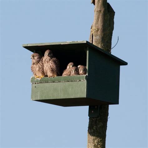 kestrel nest box cj wildlife