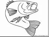 Trout Rainbow Coloring Pages Brook Color Getcolorings Remarkable Fish sketch template