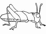 Grasshopper Coloring Pages Kids Getdrawings sketch template