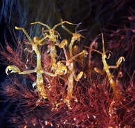 Afbeeldingsresultaten voor "caprella Septentrionalis". Grootte: 195 x 185. Bron: www.reeflex.net