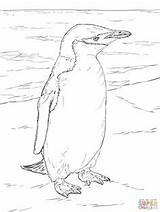 Leopard Seal Coloring Pages Getcolorings sketch template