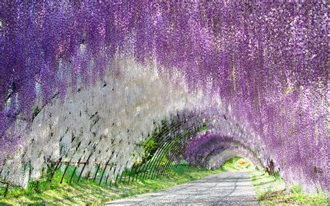 wisteria tunnel hd wallpaper background image