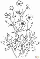 Jaskier Buttercup Acris Ranunculus Butterblume Supercoloring Kolorowanka Bouton Ostry Kolorowanki Ausmalbild Malvorlagen Ausdrucken sketch template