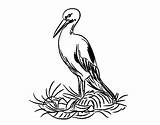 Cegonha Cicogna Nido Ninho Colorare Tuiuiu Animais Disegni Aves Acolore sketch template