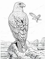 Coloring Pages Hawk Eagle Perched Adults Rock Animals Eagles Color Realistic Printable Wildlife Drawing Kleurplaat Bald Red Colouring Tailed Bird sketch template