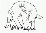 Colorat Desene Kolorowanki Oaie Planse Owce Dla Mancare Analytics Trafic Oi Lamb Sandi sketch template