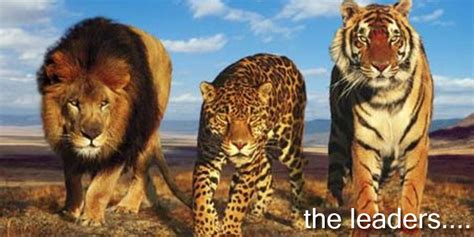 The Different Kinds Of Leaders The Lion The Tiger And