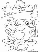 Coloring Duck Pages Duckling Ducklings Mother Ugly Ducks Kids Printable Swimming Colouring Quack Swim Way Make Her Drawing Color Template sketch template