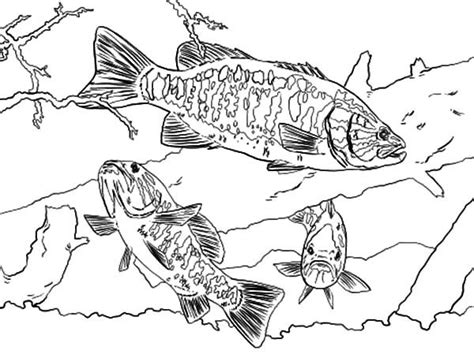 smallmouth bass fish coloring pages  place  color