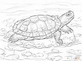 Turtle Coloring Slider Red Eared Pages Drawing Alligator Terrapin Turtles Supercoloring Reptiles Printable Super Sketch Sheet Drawings Colouring Tortoise Animal sketch template