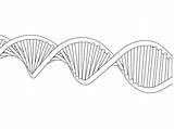 Dna Coloring Getcolorings Molecule Getdrawings sketch template