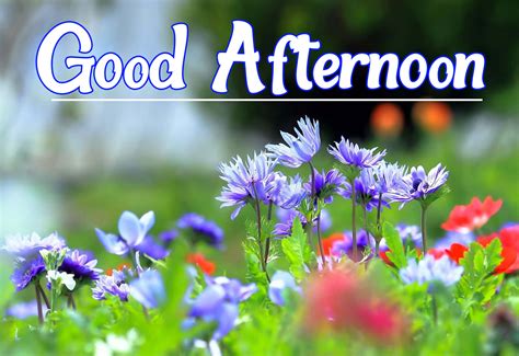 good afternoon spring day flowers picture wallpaperscom