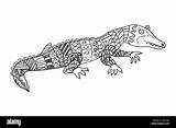 Crocodile Aboriginal Alamy Stock Stylized Isolated Drawn Sketch Hand Background sketch template