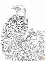 Eagle Coloring Pages American Bald Getcolorings Secrets Color Eagles sketch template