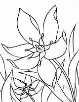 Gwiazda Betlejemska Azucena Azucenas Orchidea Kwiat Orchideen Colorat Flori Primavara Orchidee Bellissima Yucca Kolorowanka Druku Springtime Fleurs Procoloring Wydrukuj Malowankę sketch template