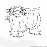 Ram Coloring Animal Head Template sketch template