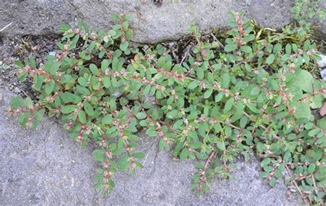 spotted spurge weed control spring touch lawn pest control