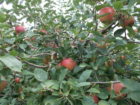 brendas berries orchards prime apple season